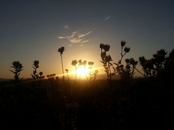 Sun shining through trees