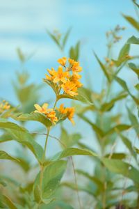 Close-up of yellow flowering plant