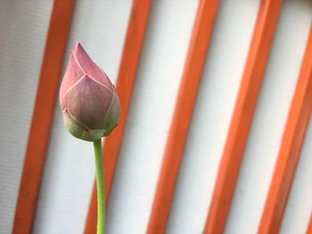 Close-up of red lotus flower against orange lines. 