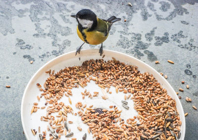 Close-up of bird perching on plate