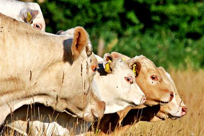 Cows in a field