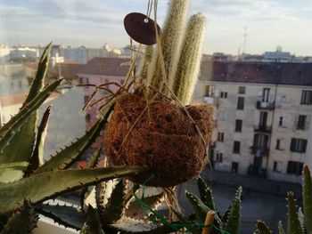 Close-up of plants in city against sky