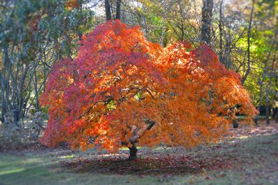 Trees growing in autumn