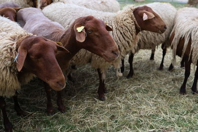 Sheep grazing on field