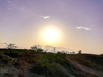 Plants growing on land against sky during sunset