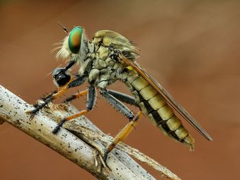 Close-up of insect