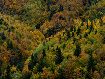 High angle view of pine trees in forest during autumn