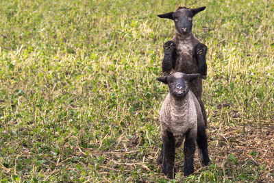 Portrait of goat standing on field