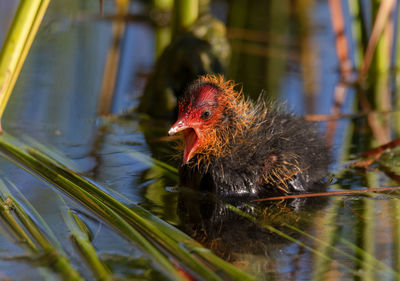 Very young coot baby, only a few days old