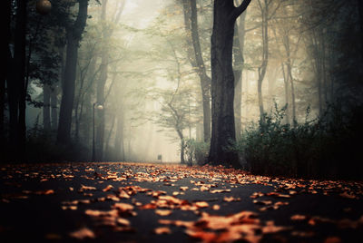 Road passing through forest