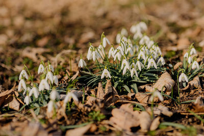 Close-up of flowers growing on field