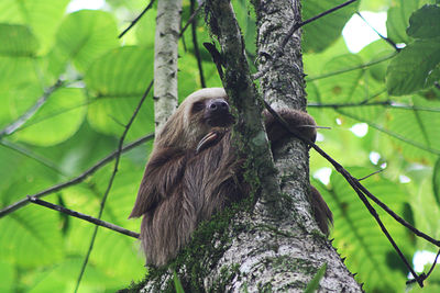 Low angle view of sloth on tree