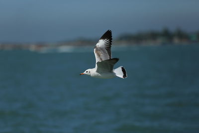 Seagull flying over sea