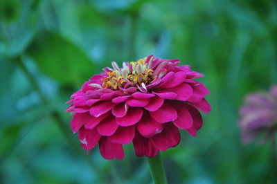 Close-up of pink dahlia flower