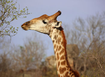 giraffe