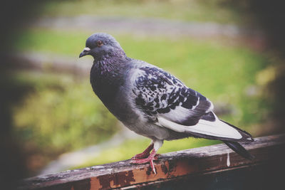 Close-up of bird perching on railing