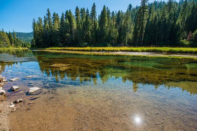 Scenic view of lake in forest against sky