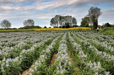 Scenic view of field against cloudy sky