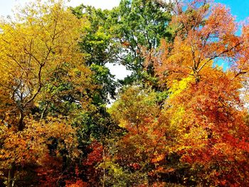 Low angle view of trees against sky