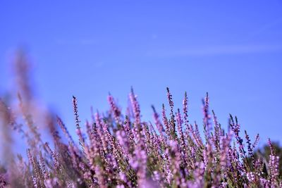 Close-up of purple flowering plants on field against blue sky