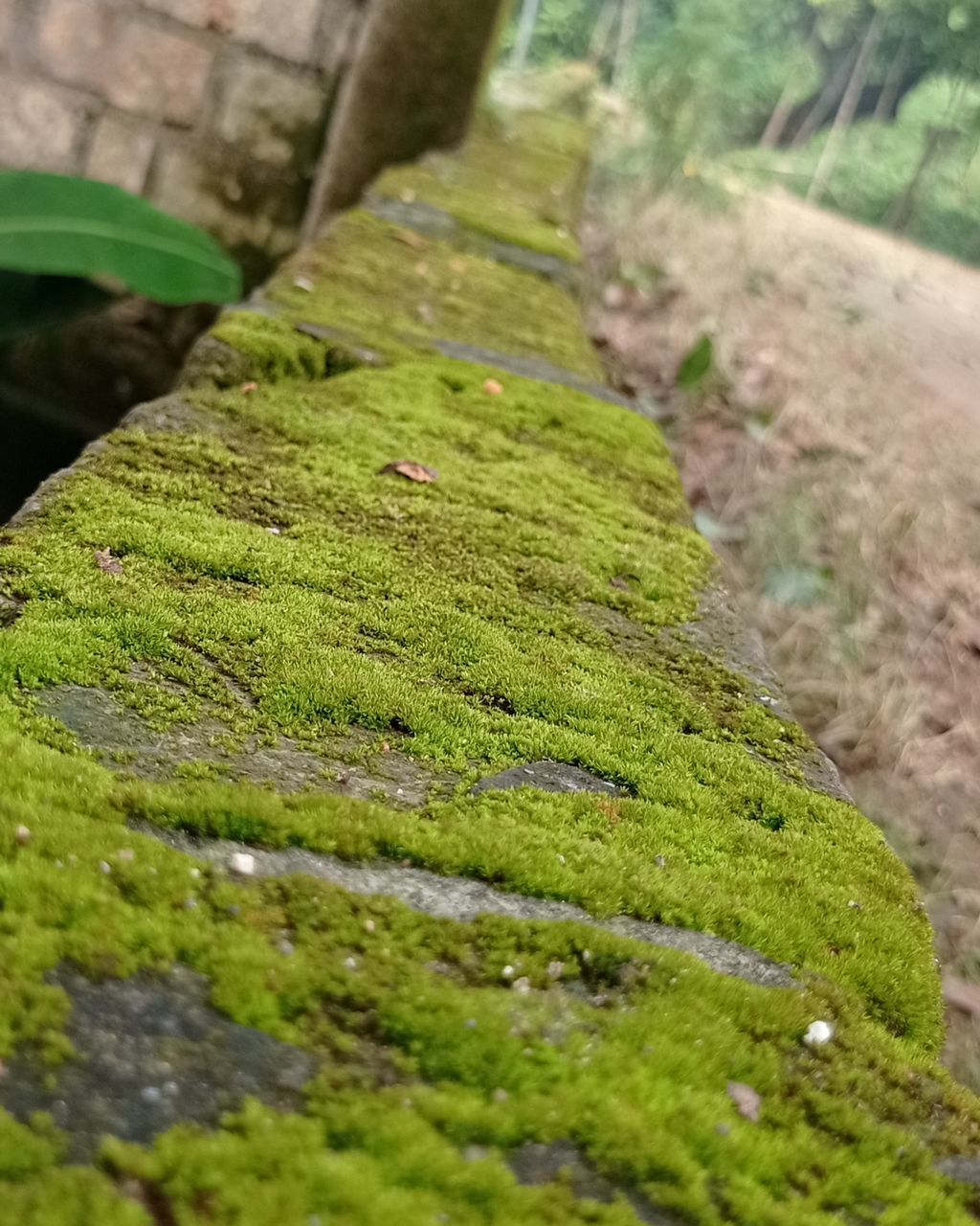 green, moss, plant, leaf, tree, grass, non-vascular land plant, no people, soil, nature, growth, day, rock, close-up, forest, flower, vegetation, outdoors, land, beauty in nature, selective focus, environment, tranquility, focus on foreground, tree trunk, trunk