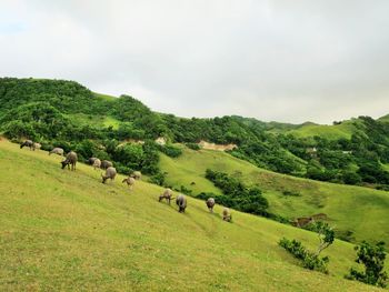 Cows grazing on field against sky