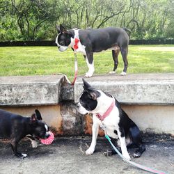 Dogs having a field trip