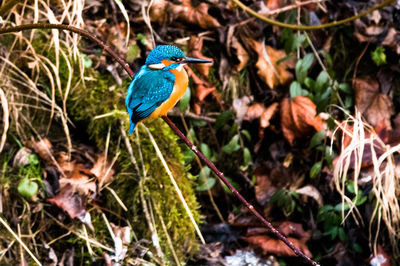 Common kingfisher perching on twig