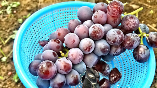 Close-up of grapes in blue basket