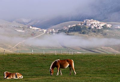 Cows grazing on field against sky