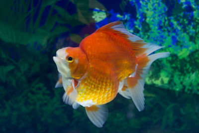 View of fish swimming in sea