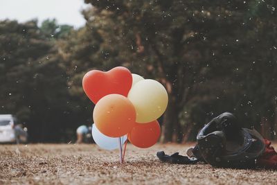 Close-up of red rose