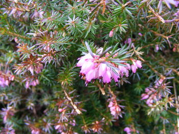 Close-up of fresh flowers blooming in tree
