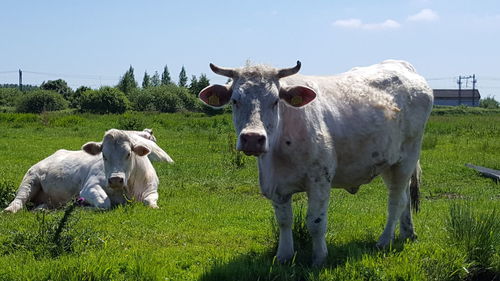 Cows standing on field against sky