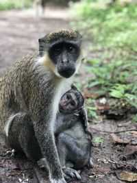 Portrait of monkey mom with her child sitting on land