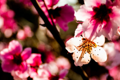 Close-up of butterfly pollinating on pink flower