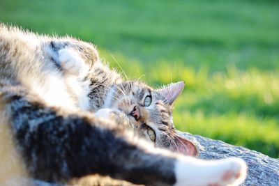 Close-up of a cat resting