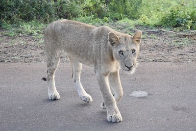 Lion walking on road