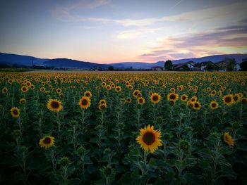 View of sunflowers growing in field