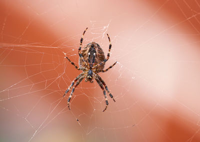 Close-up of spider on web