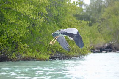 Bird flying over water