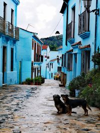 View of a dog on a building