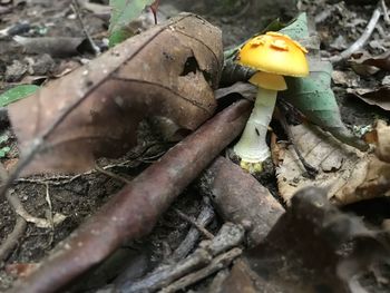 Close-up of mushroom growing outdoors