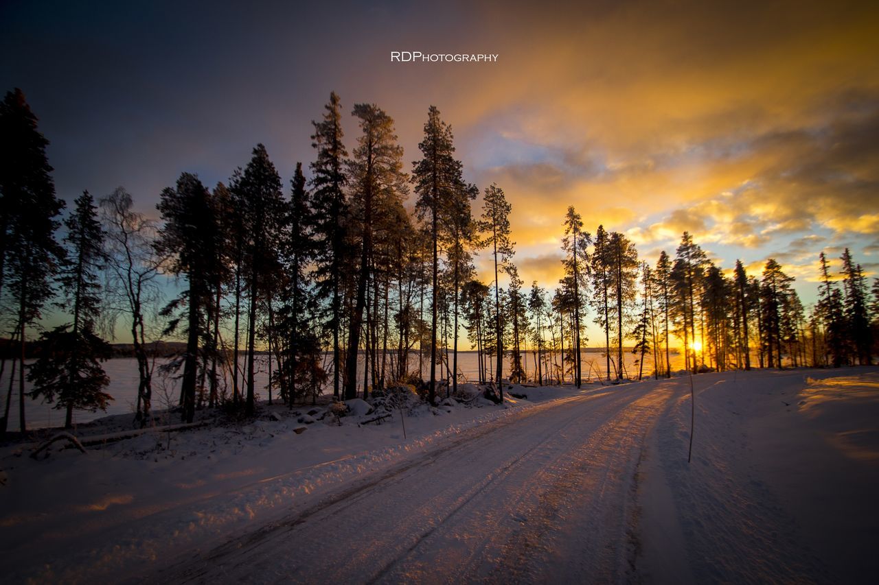 TREES ON SNOW COVERED LAND DURING SUNSET