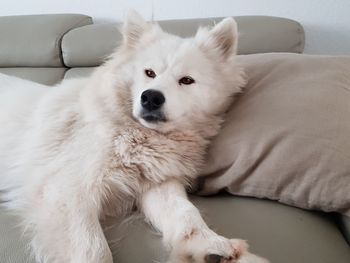 Portrait of white dog relaxing on bed at home