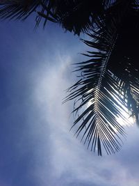 Low angle view of palm tree against sky