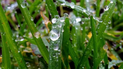 Close-up of water drops on plant during rainy season