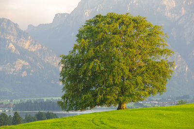 Tree growing on grassy field against mountain