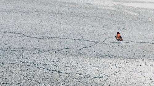 High angle view of a horse on snow