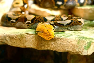 Close-up of snake on rock